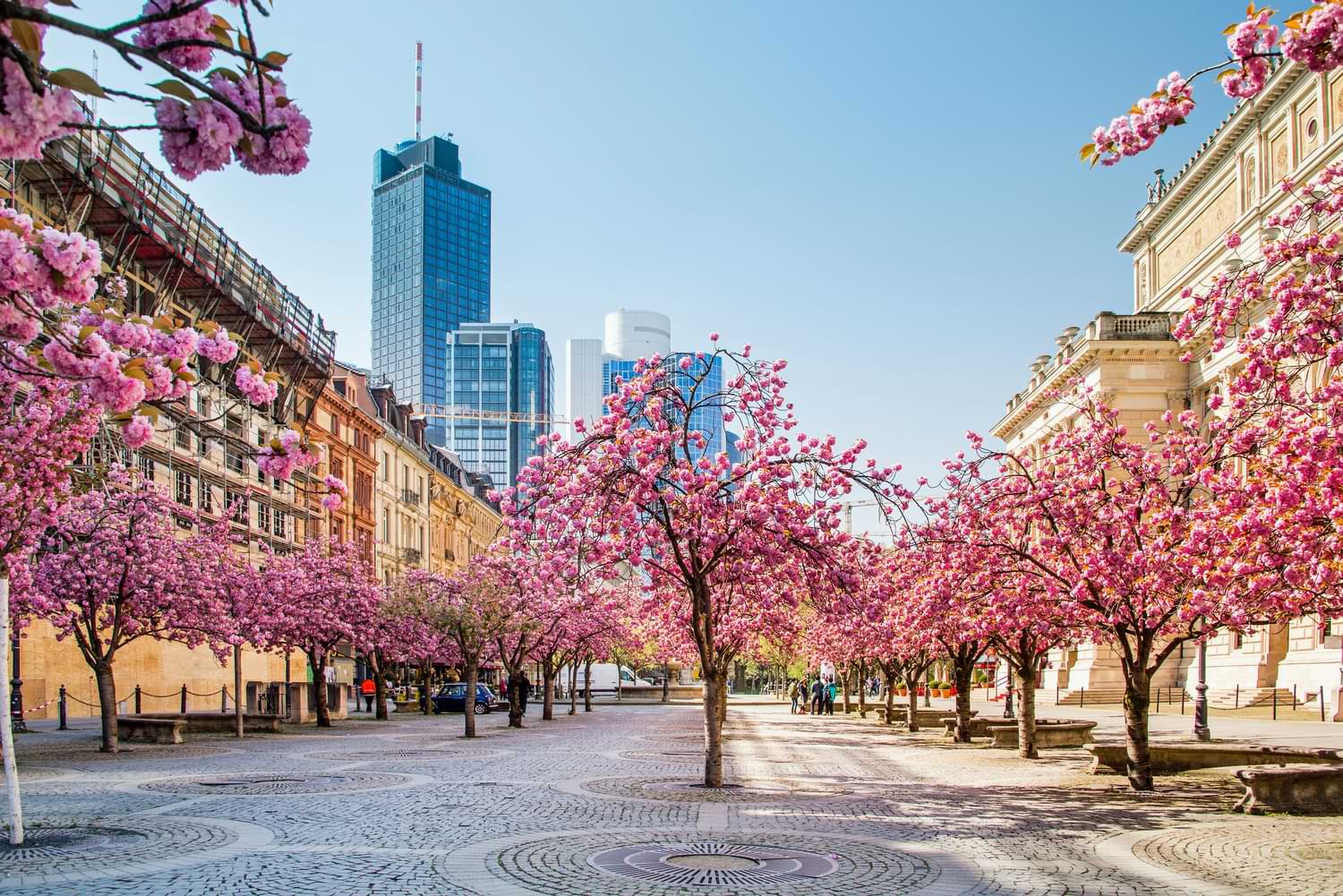Kirschblüte in Frankfurt – rosa blühende Zierkirschen im Frühling